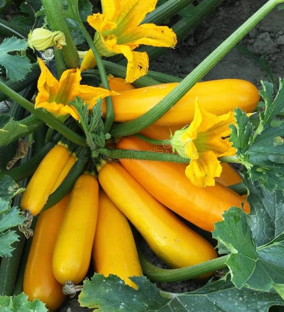 Yellow Crookneck herb seeds