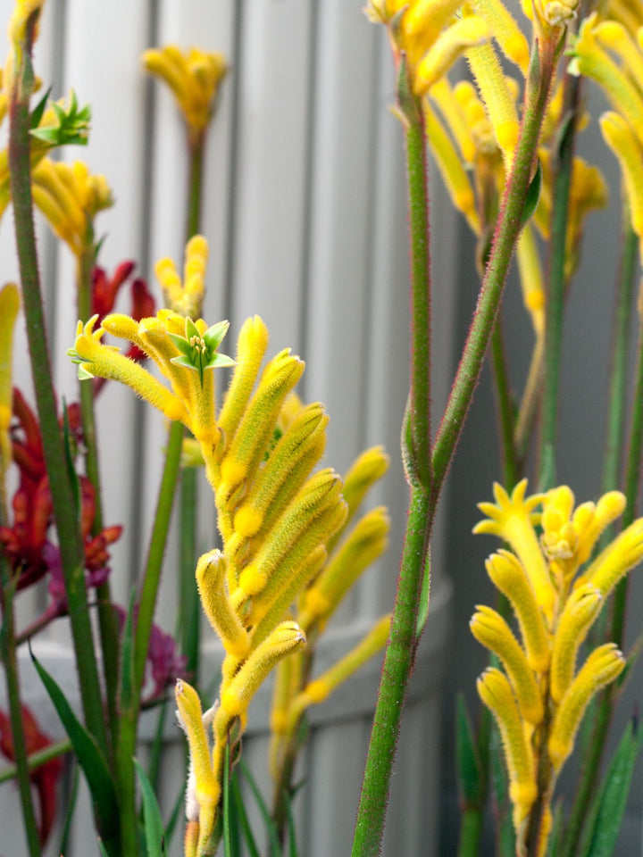 Anigozanthos Flavidus Flower Seeds for Planting – Heirloom Non-GMO High Germination Organic Seeds
