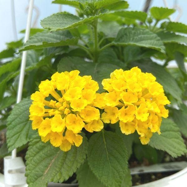 Yellow Lantana Flower Seeds – Heirloom, Non-GMO, High Germination Seeds