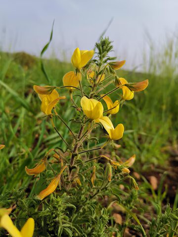 Lathyrus Flower Seeds Yellow – Heirloom, Non-GMO, High Germination Seeds