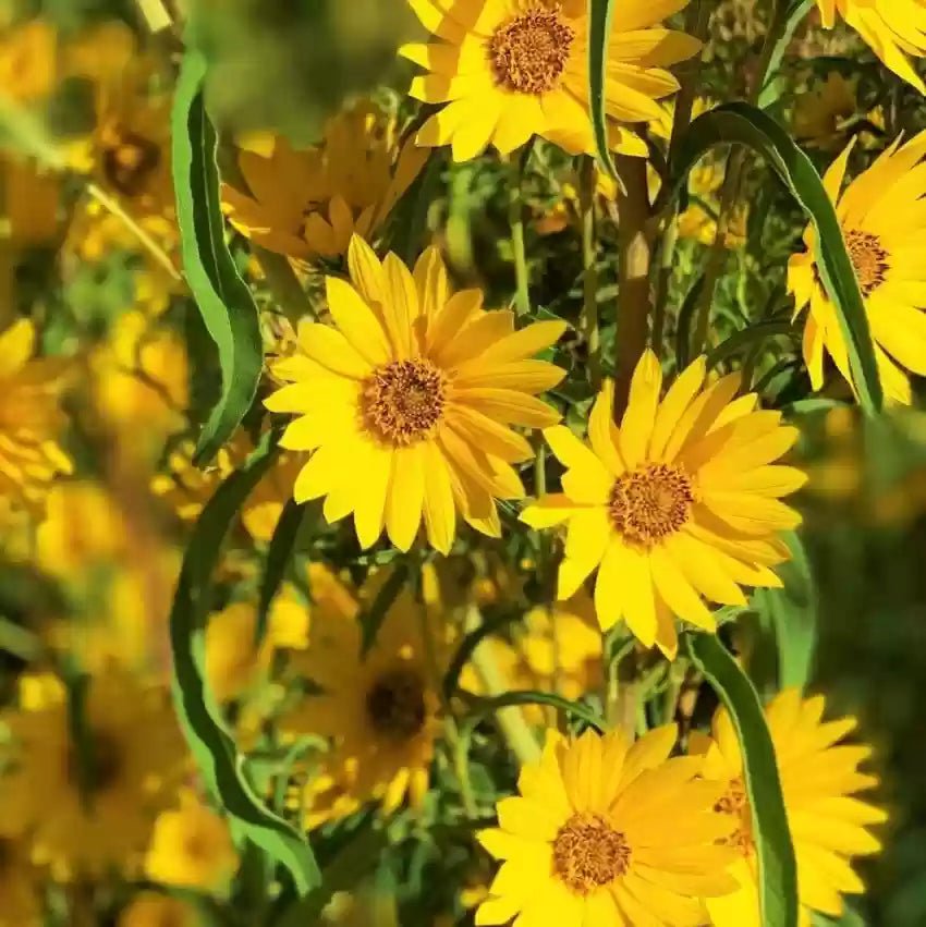 yellow maximilian flower seeds