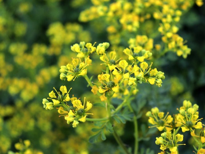 yellow ruta flower seeds
