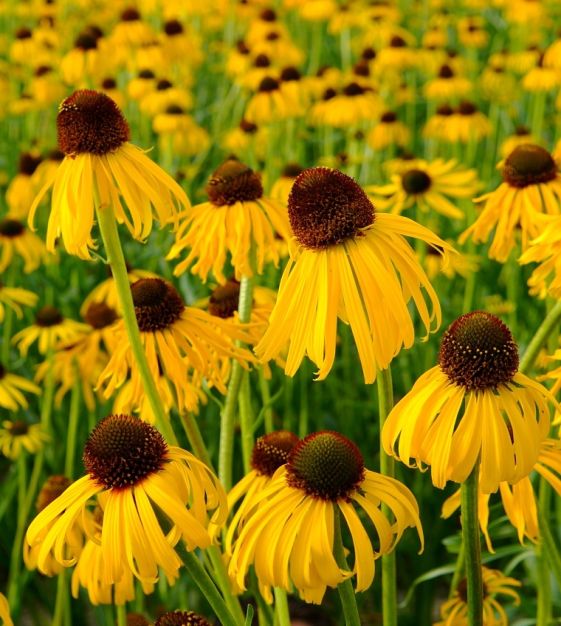 Echinacea Flower Seeds Yellow – Heirloom, Non-GMO, High Germination Seeds