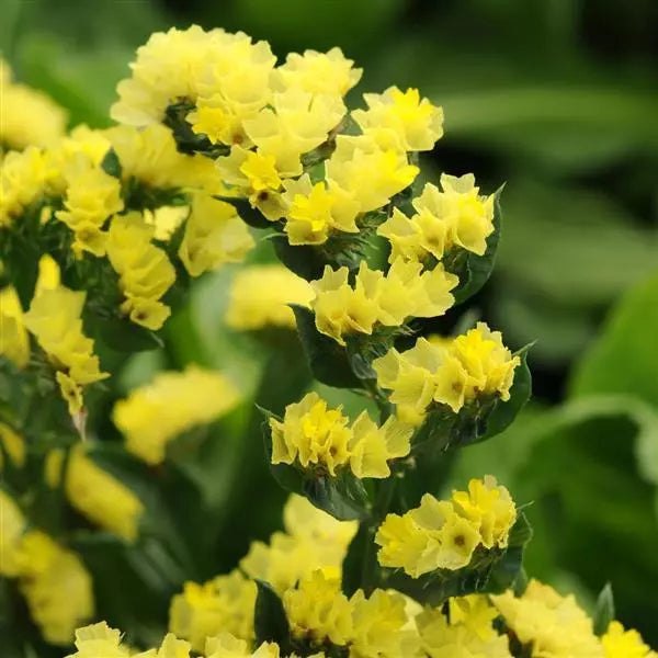 Limonium Flower Seeds Yellow – Heirloom, Non-GMO, High Germination Seeds