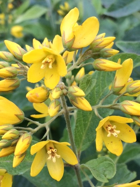 Yellow Loosestrife Flower Seeds – Heirloom Non-GMO High Germination Organic Garden Seeds