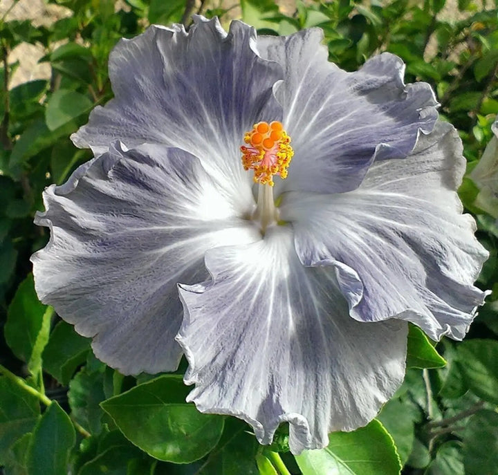 Gray Hibiscus Flower Seeds – Heirloom, Non-GMO, High Germination Seeds