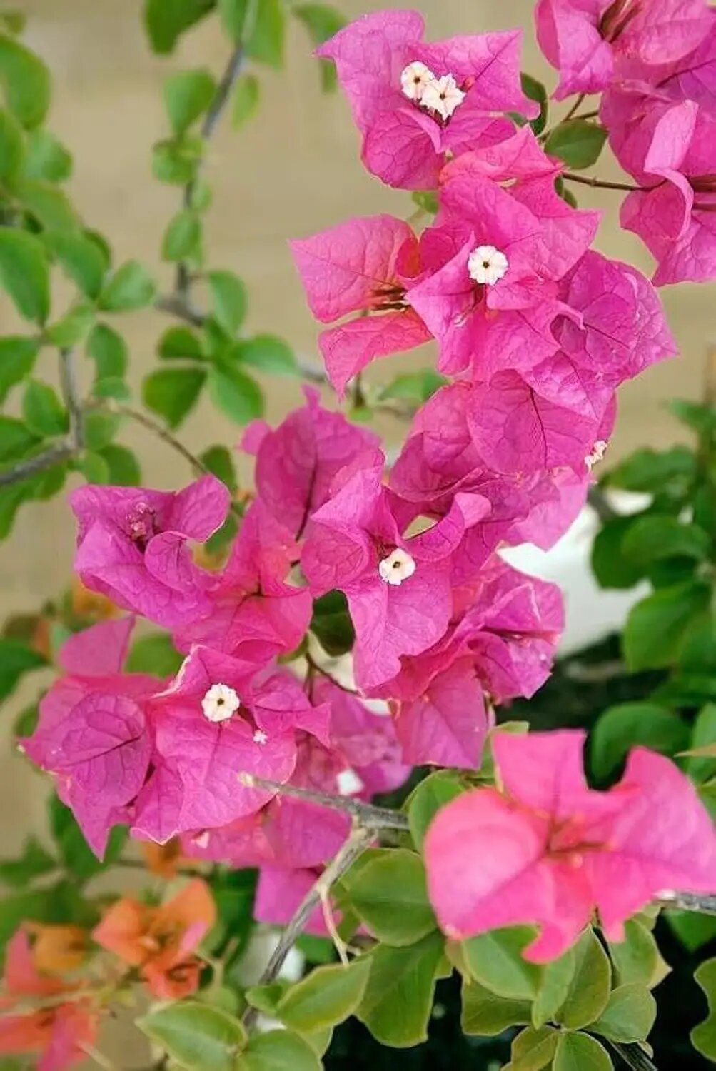 Climbing Bougainvillea Flower Seeds Pink – Heirloom, Non-GMO, High Germination Organic Garden Seeds