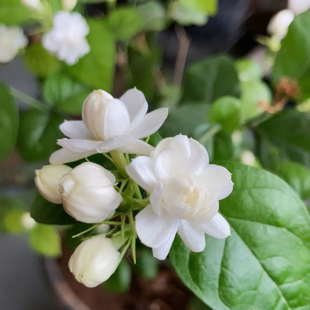 White Jasmine Perennial Flower Seeds – Heirloom Non-GMO High Germination