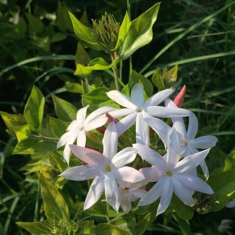 Jasmine Flower Seeds White Perennial – Heirloom, Non-GMO, High Germination Seeds