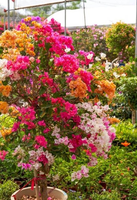 Mixed Bougainvillea Flower Seeds – Heirloom, Non-GMO, High Germination Organic Garden Seeds