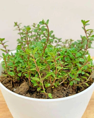 Thyme Herb Seeds for Planting – Heirloom Non-GMO, High Germination Organic Garden Seeds