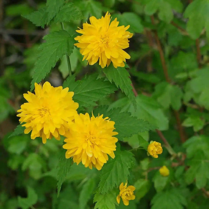 Semillas de flores de Kerria Japonica – Cimbra, sin OMG, semillas de alta germinación