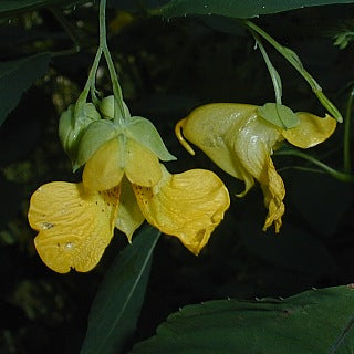 Jewelweed Flower Seeds Yellow – Heirloom, Non-GMO, High Germination Seeds