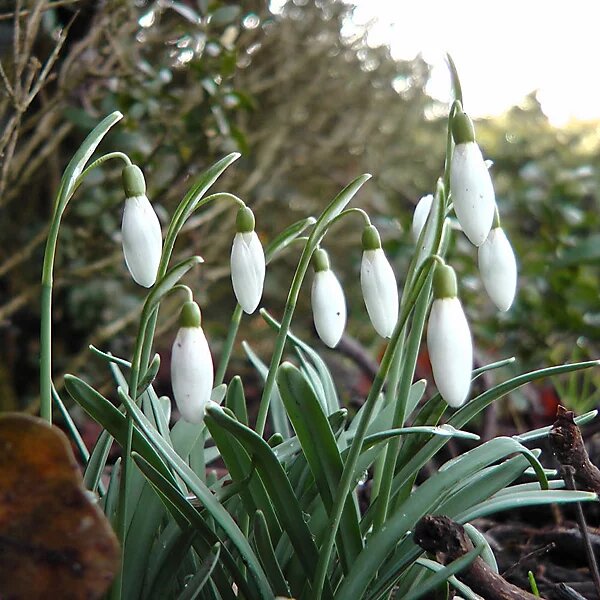 White Galanthus Nivalis Flower Seeds – Heirloom, Non-GMO, High Germination Seeds
