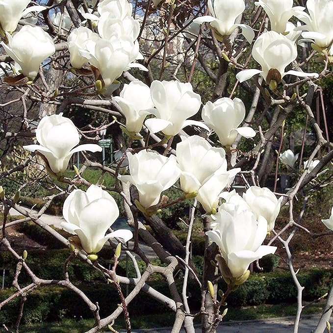 Yulan Magnolia herb seeds
