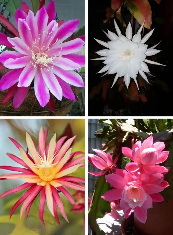 Mixed Epiphyllum Oxypetalum Flower Seeds – Heirloom, Non-GMO, High Germination