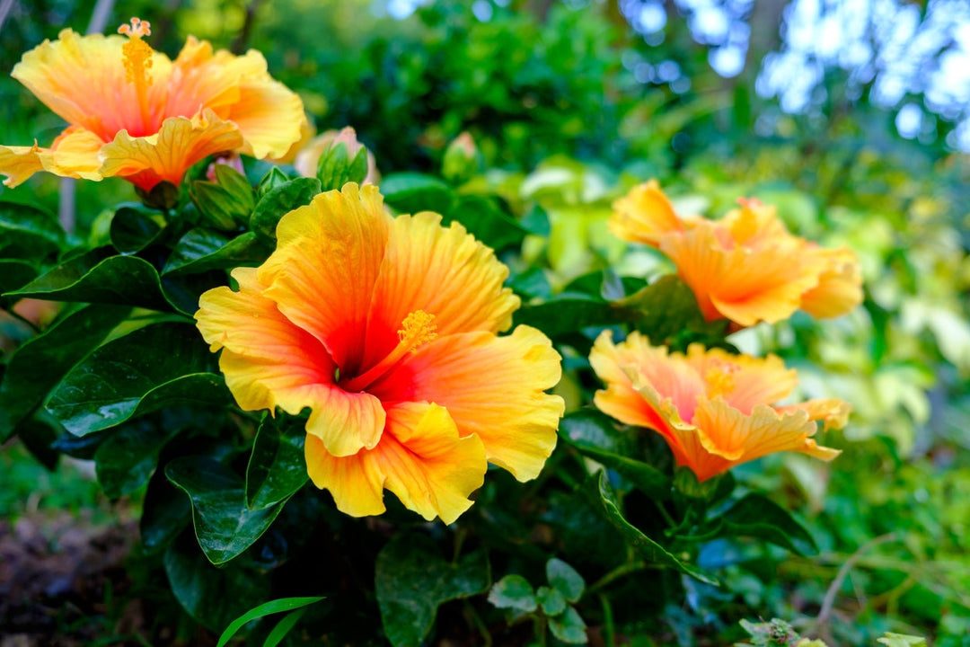 Yellow Orange Hibiscus Flower Seeds – Heirloom, Non-GMO, High Germination Seeds
