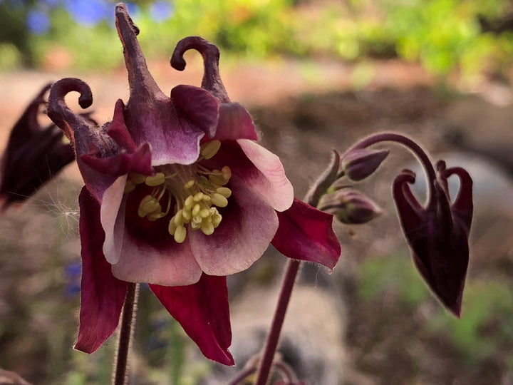 Maroon Aquilegia Flower Seeds for Planting – Heirloom Non-GMO High Germination Organic Seeds