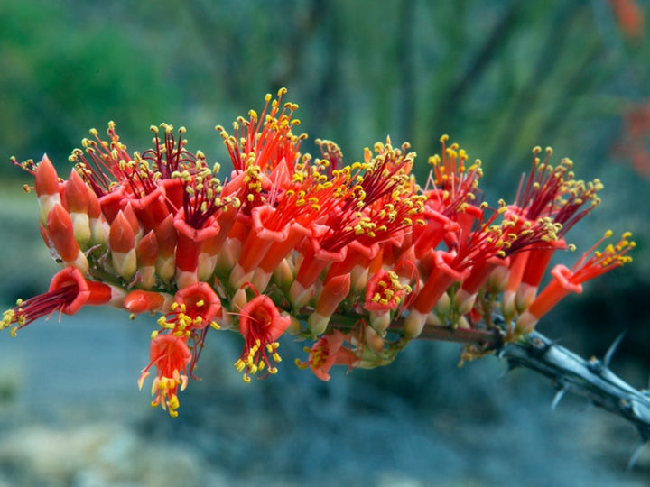 Ocotillo-Blumensamen – Alte Sorte, gentechnikfrei, hochkeimfähig, Bio-Gartensamen zum Pflanzen