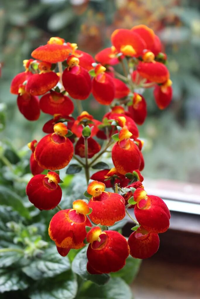 Red Calceolaria Flower Seeds – Heirloom, Non-GMO, High Germination, Organic Garden Seeds