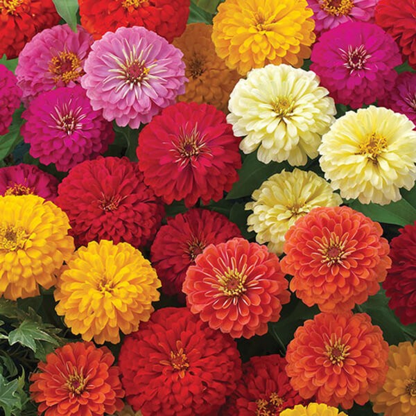white zinnia flower seeds
