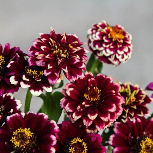 zinnia aztec flower seeds