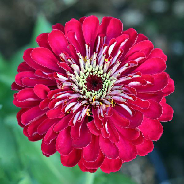 Giant Red Zinnia Flower Seeds – Heirloom Non-GMO High Germination Seeds