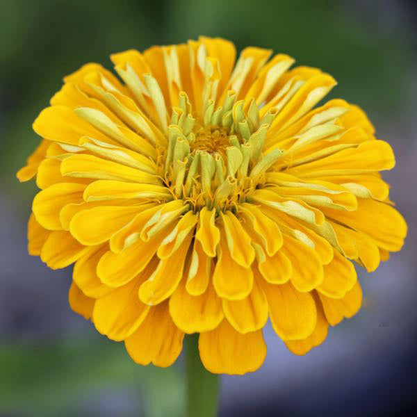 Giant Zinnia Flower Seeds Yellow – Heirloom, Non-GMO, High Germination Organic Garden Seeds for Planting