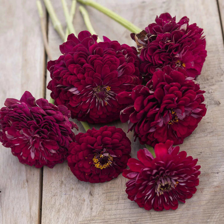 Maroon Zinnia Flower Seeds – Heirloom, Non-GMO, High Germination Seeds