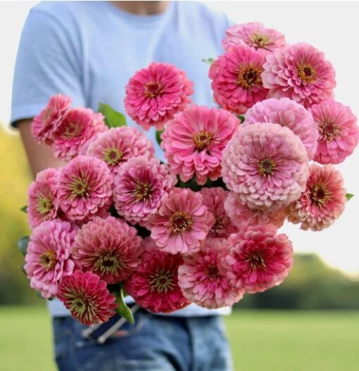 zinniabenerygiantbrightpinkimportedheirloomnongmohighgerminationorganicgarden flower seeds