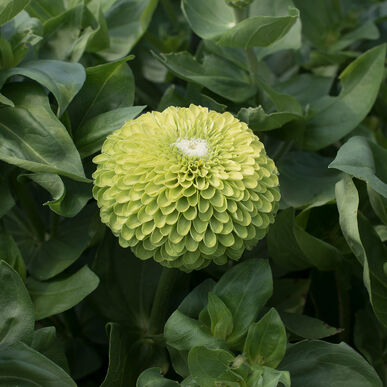 zinnia benary flower seeds