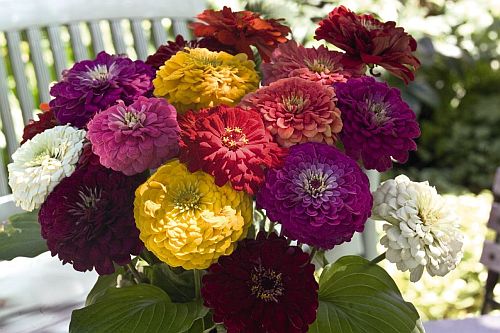 zinnia benary flower seeds