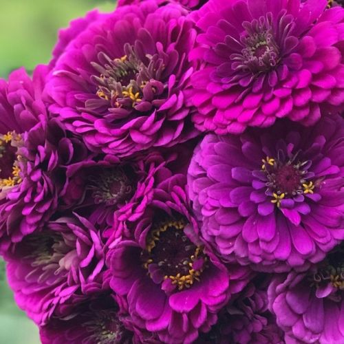 zinniabenerygiantpupleimportedheirloomnongmohighgerminationorganicgarden flower seeds