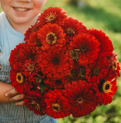 zinniabenerygiantscarletimportedheirloomnongmohighgerminationorganicgarden flower seeds