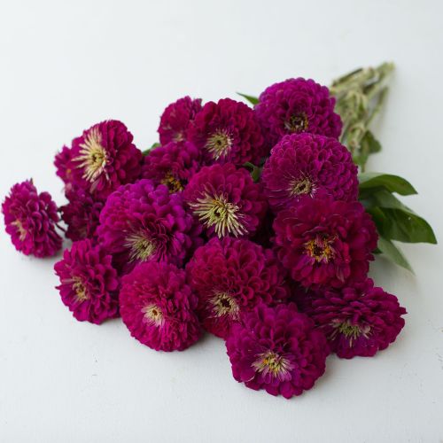 zinnia benery flower seeds