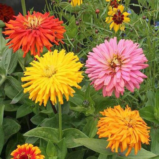 znniacactusimportedheirloomnongmohighgerminationorganicgarden flower seeds