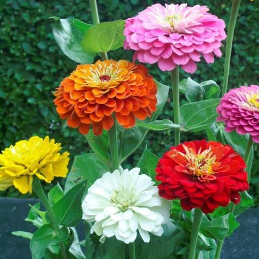 zinnia dahlia flower seeds