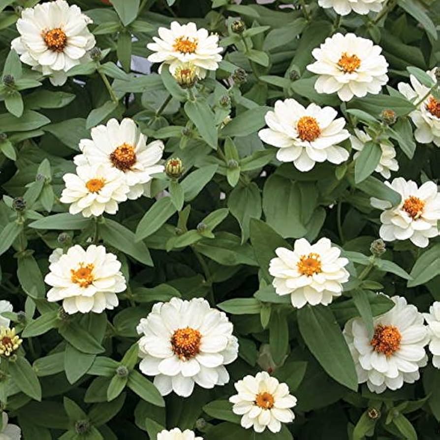 zinnia double flower seeds