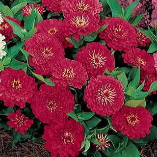 zinnia f flower seeds