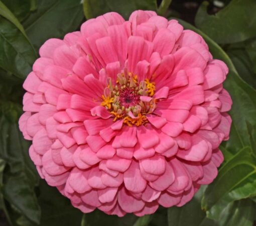 pink zinnia flower seeds