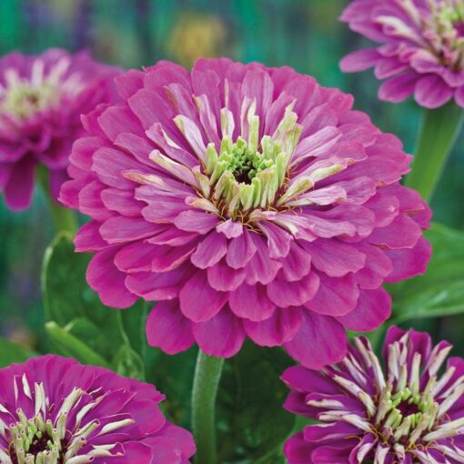 purple zinnia flower seeds