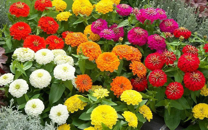 Mix Zinnia Flower Seeds – Heirloom, Non-GMO, High Germination Seeds
