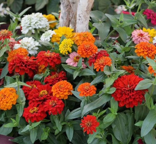 zinnia juliette flower seeds