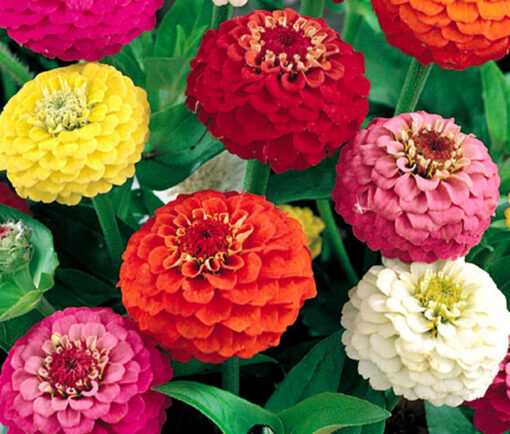 zinnia liliput flower seeds