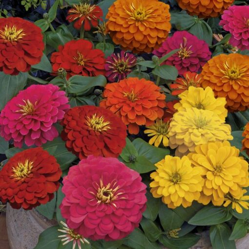 zinnia magellan flower seeds