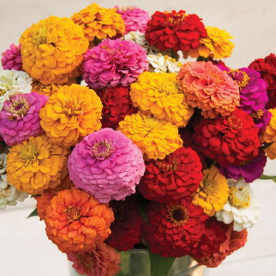 zinnia oklahoma flower seeds