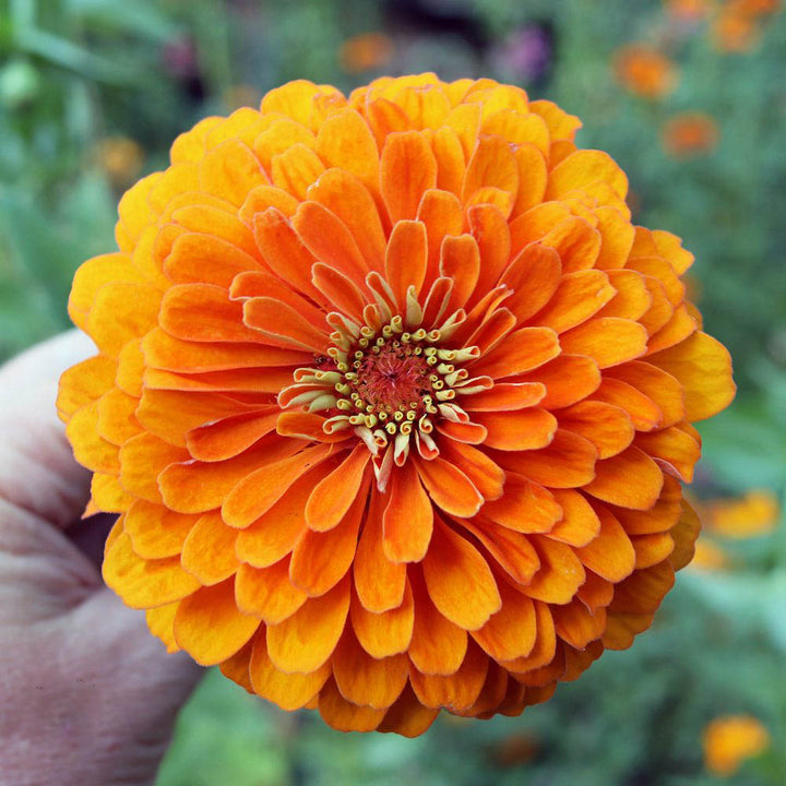 Orange Zinnia Flower Seeds – Heirloom, Non-GMO, High Germination Seeds