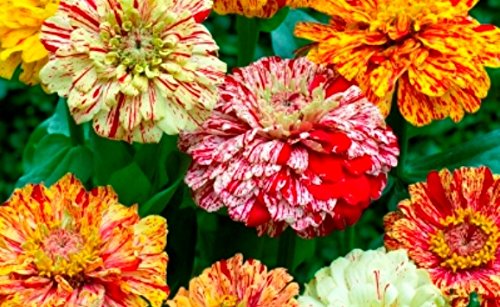 zinniapeppermintimportedheirloomnongmohighgerminationorganicgarden flower seeds