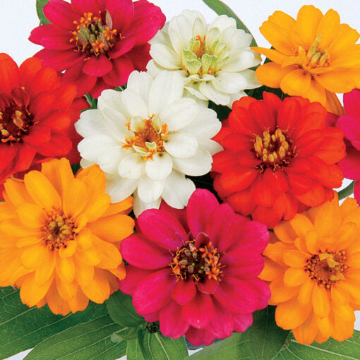 zinniaprofusiondoublehybridimportedheirloomnongmohighgerminationorganicgarden flower seeds