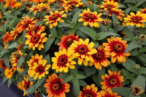 zinniaprofusionbicolorredyellowhybridimportedheirloomnongmohighgerminationorganicgarden flower seeds